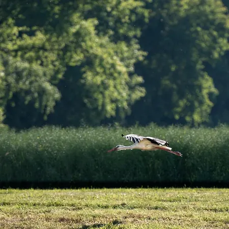 Heimaey, Ljosheimar * Passee